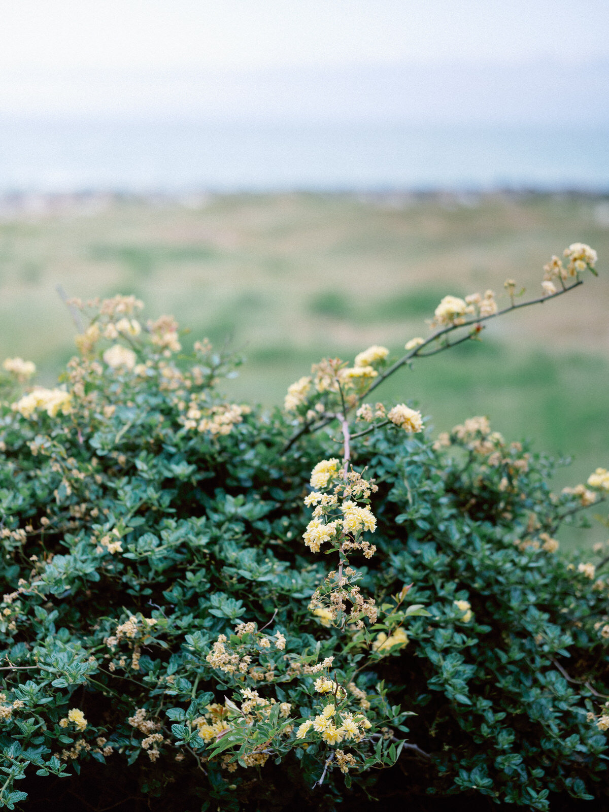 Halfmoon Bay CA Wedding Scott Sikora Photography512