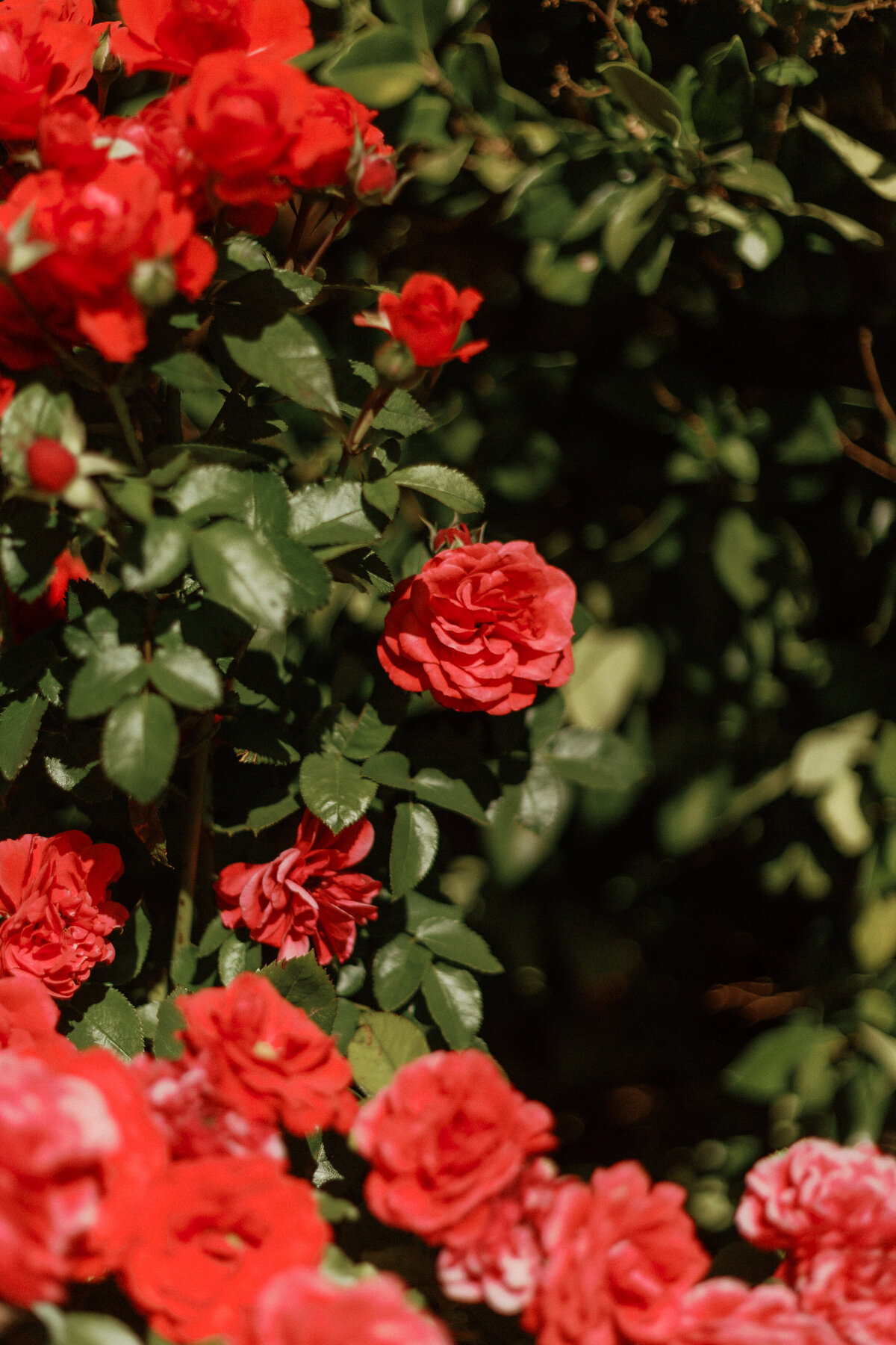 NatalieAnnSchaefer_Bay_Area_Wedding_Photographer_Villa_Colibri_Sonoma_California_Backyard_Wedding-2