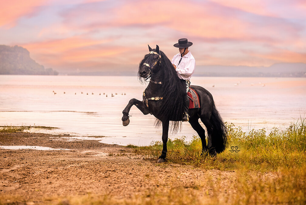 friesian stallion photo by stunning steeds