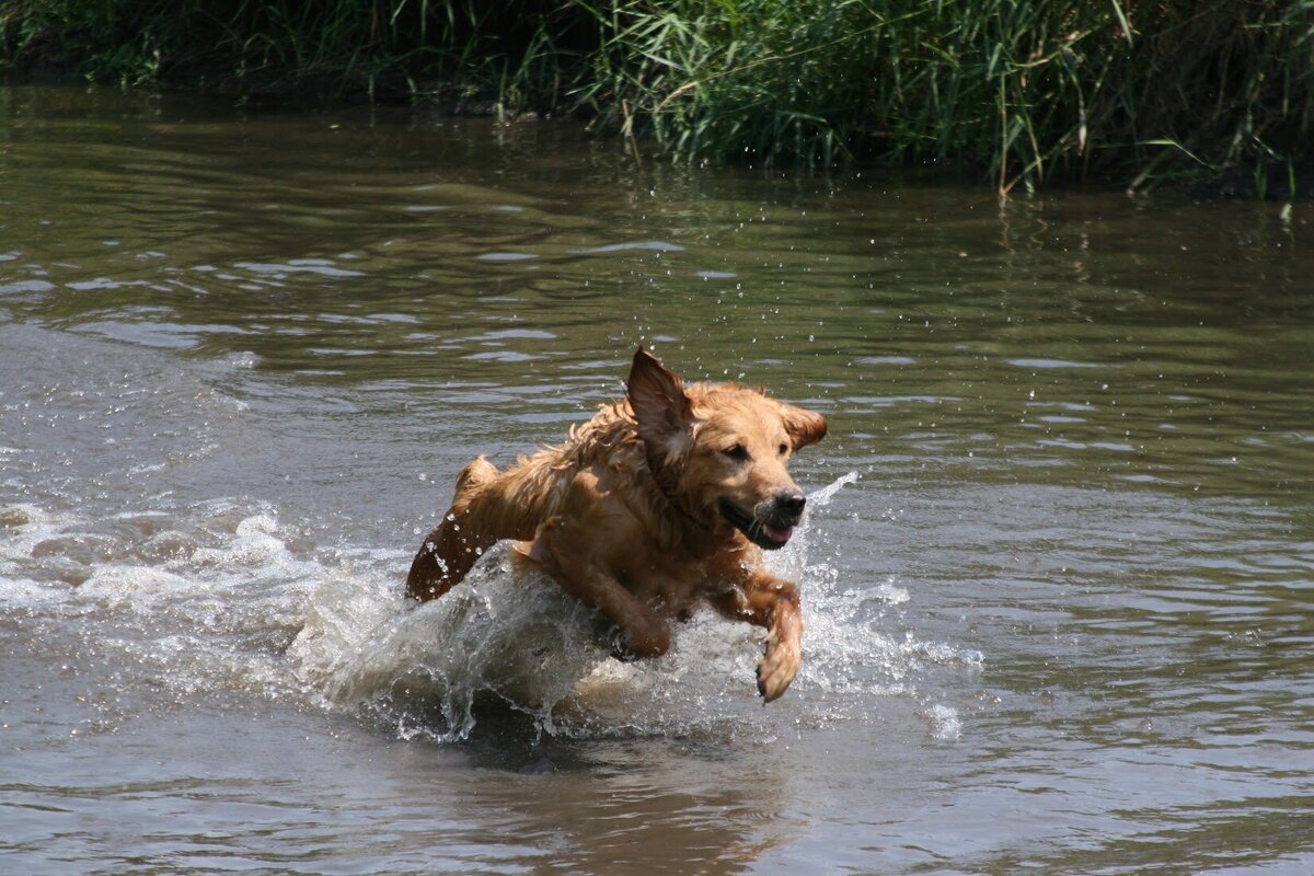 Appelgate-golden-retriever-puppies-Mae-5