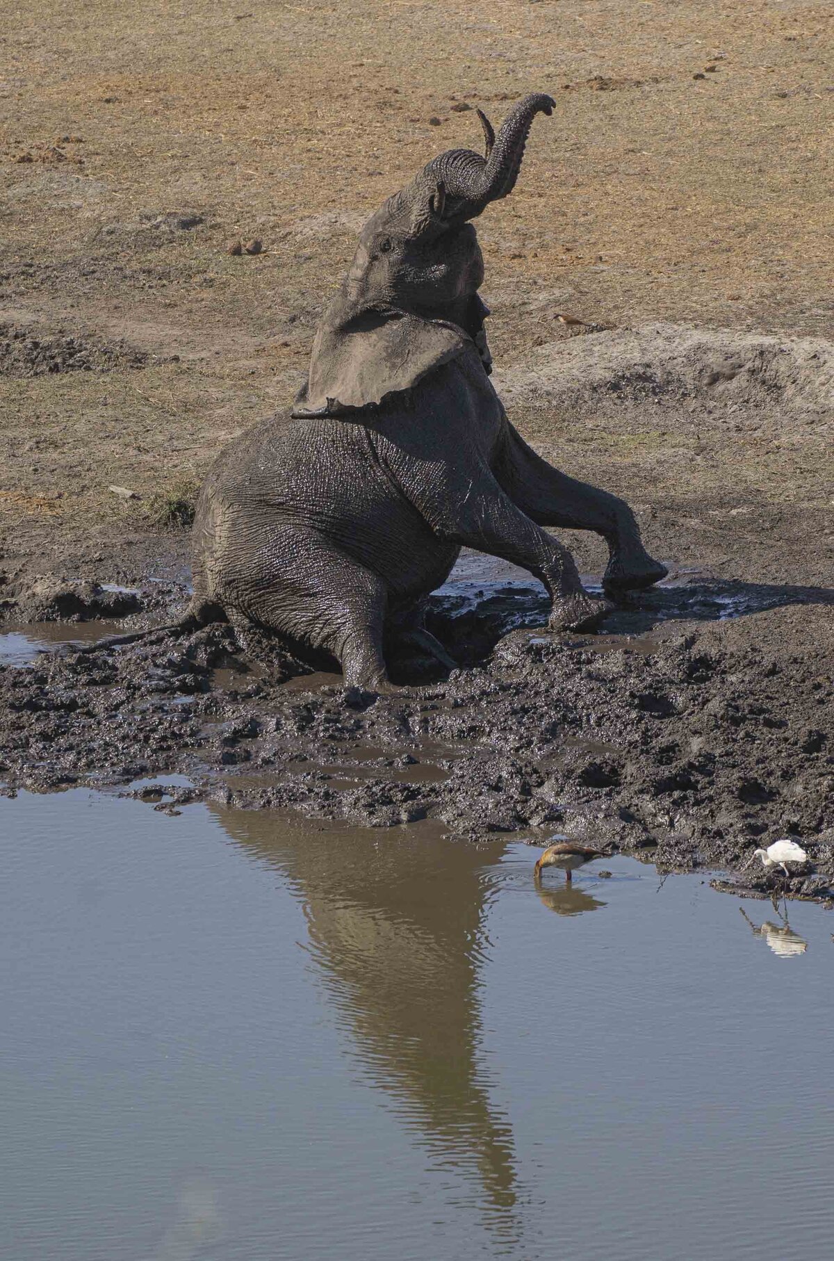 Leroo La Tau _ Boteti River & Makgadikgadi Pans National Park Elephants_By Stephanie Vermillion