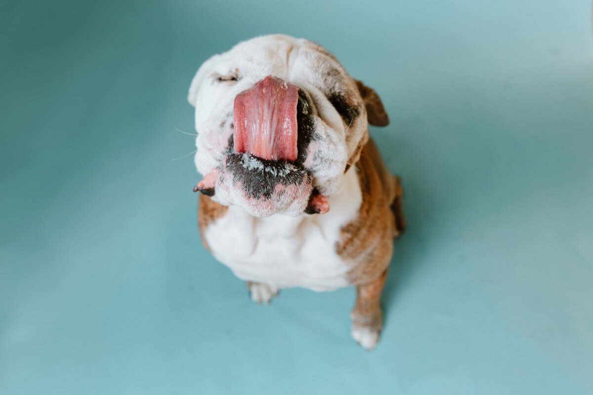 Longmont-Pet-Photographers-English-Bulldog (15)