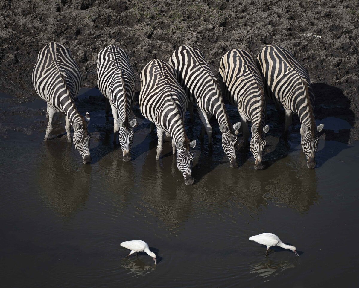 Leroo La Tau _ Boteti River & Makgadikgadi Pans National Park Zebra Migration_By Stephanie Vermillion(8)