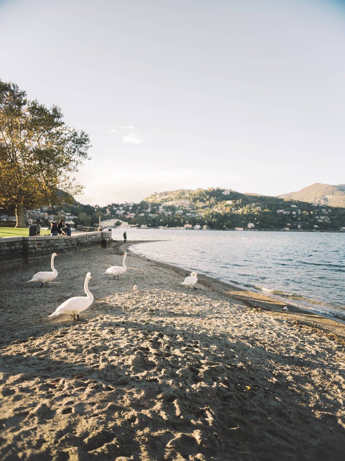 Swans in Lake Como - Lake Como Wedding Photographer