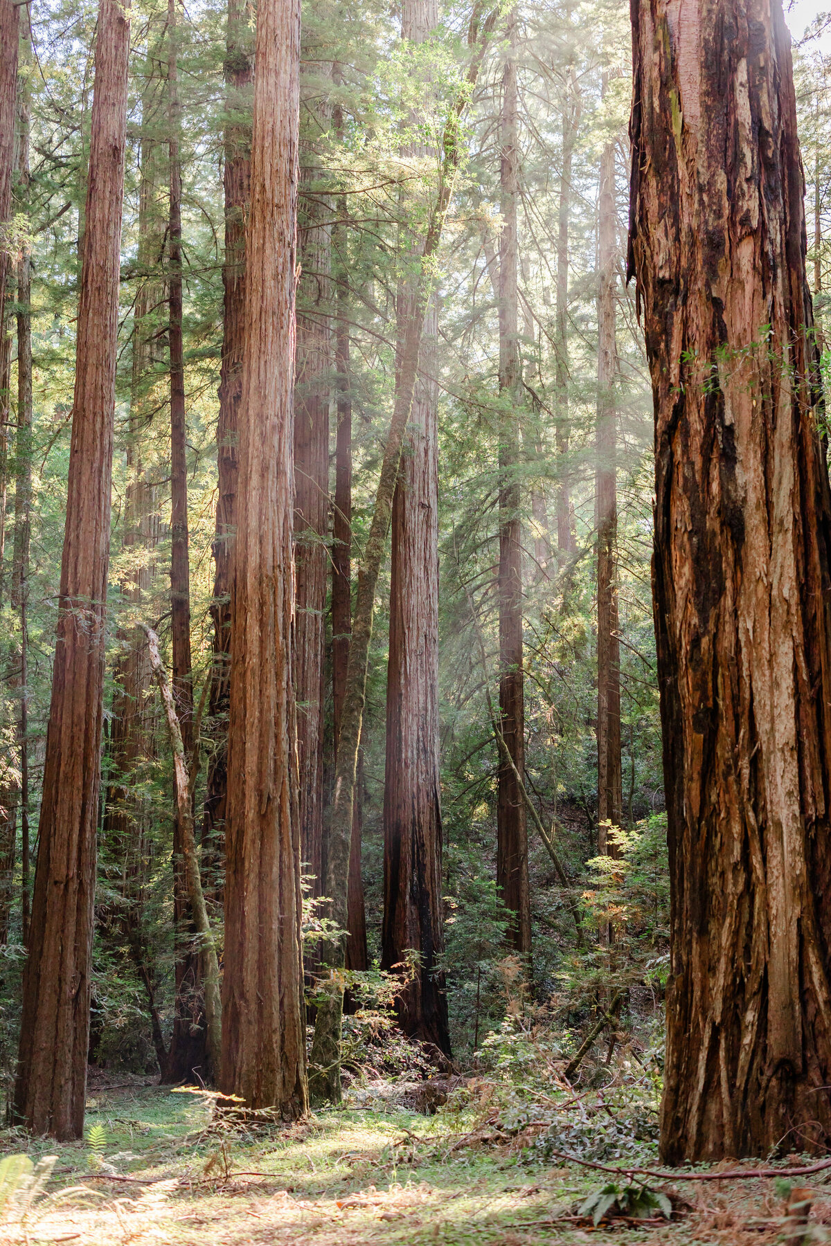 armstrong-redwoods-state-park-8