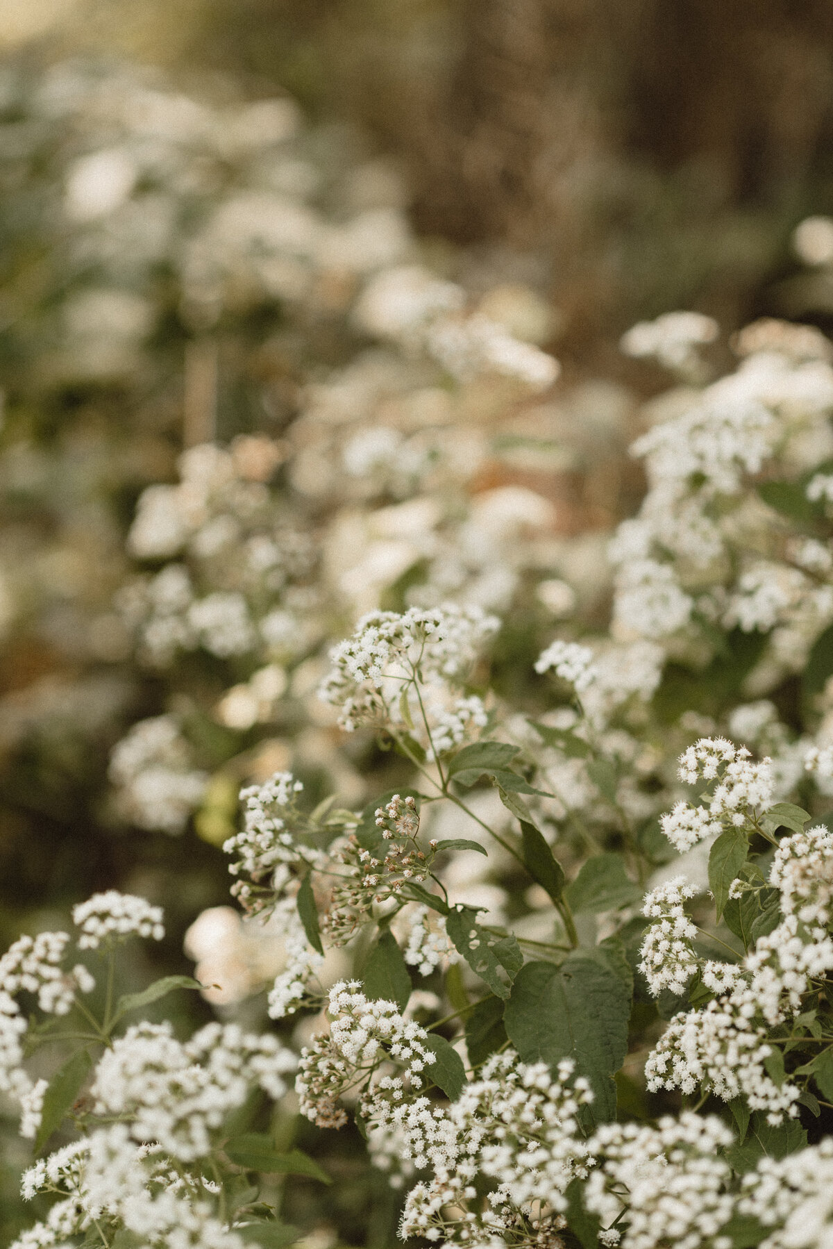AllieJenningsPhoto-StefJoelWedding-SNEAKPEEKS-3