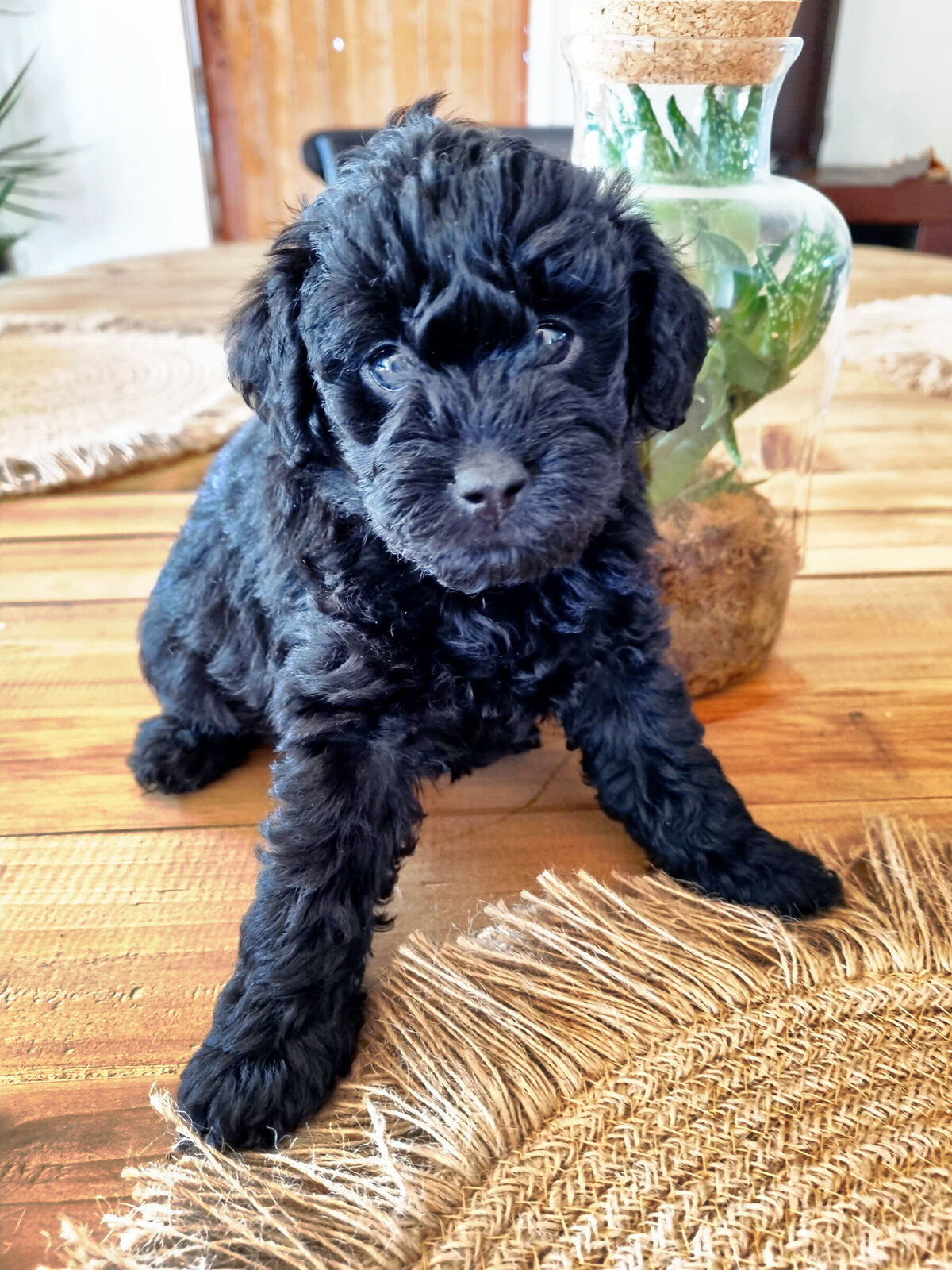 farmstay-dogs-schnoodle-breeders-schnoodle-puppies-nsw14