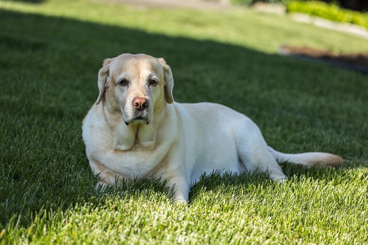 Yellow Labrador