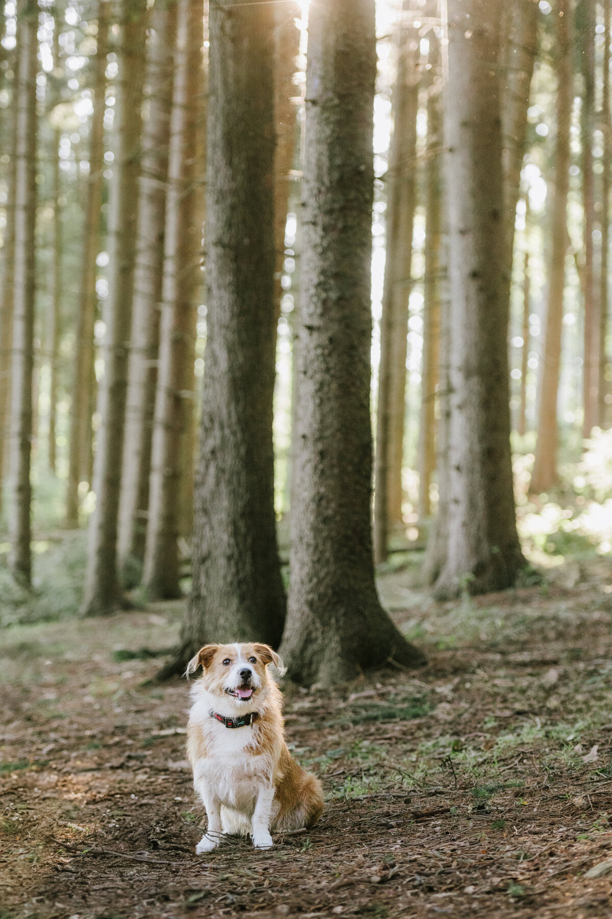 forest-dog-photography-nj