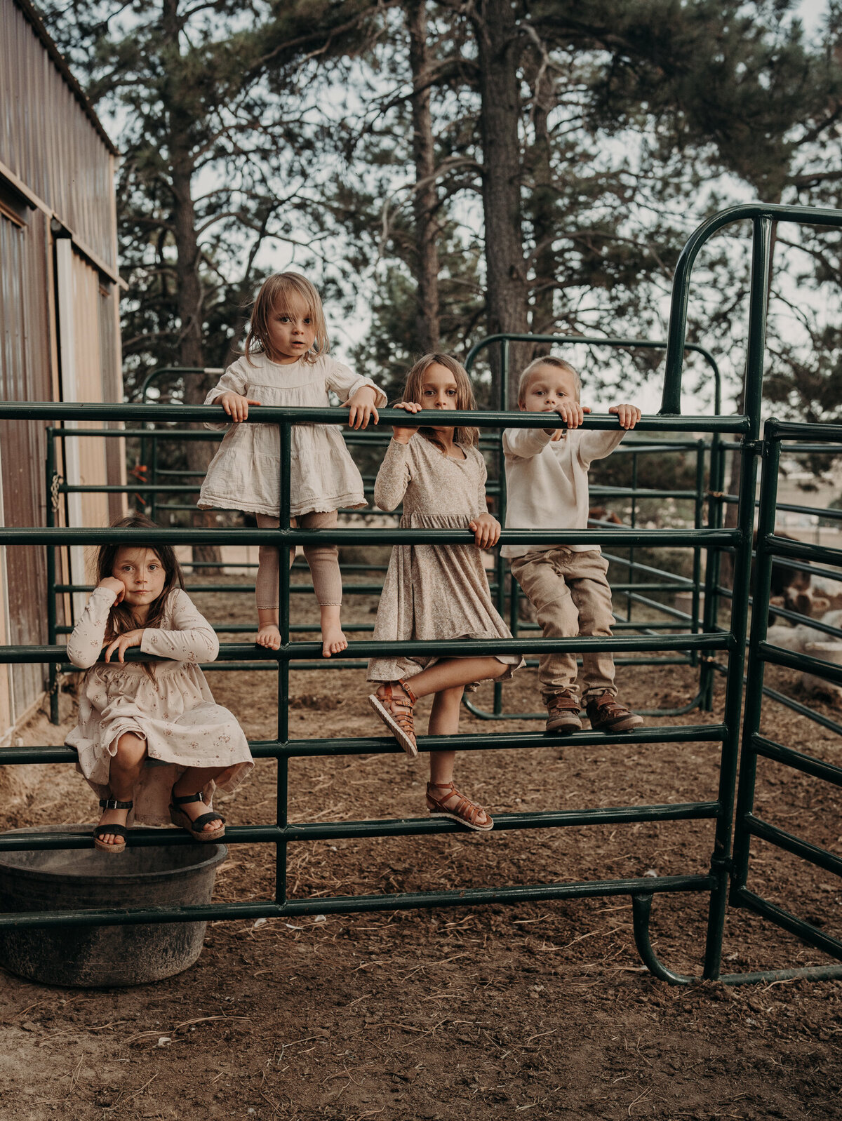 Siblings organically pose on a cattle gate on their family farm in Kiowa Colorado during a fall golden hourfamily photo session.