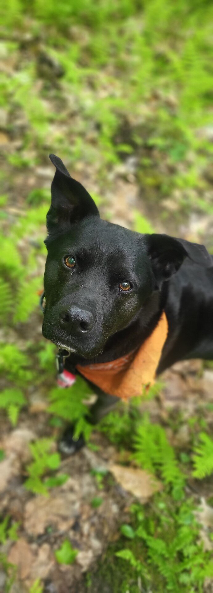 nIKO