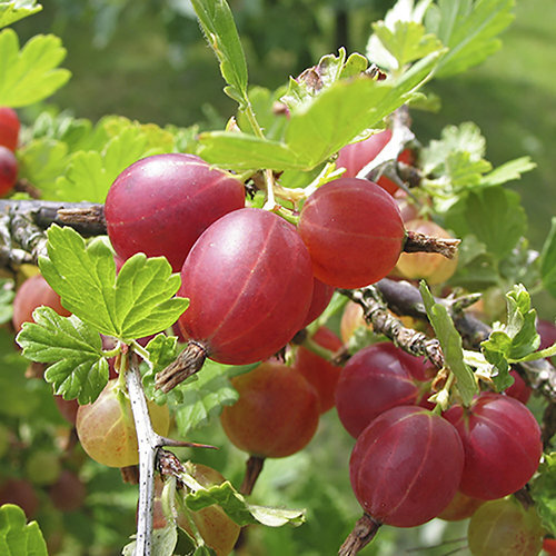 Gooseberry-Fruit-Bush-Hinnomaki-Red