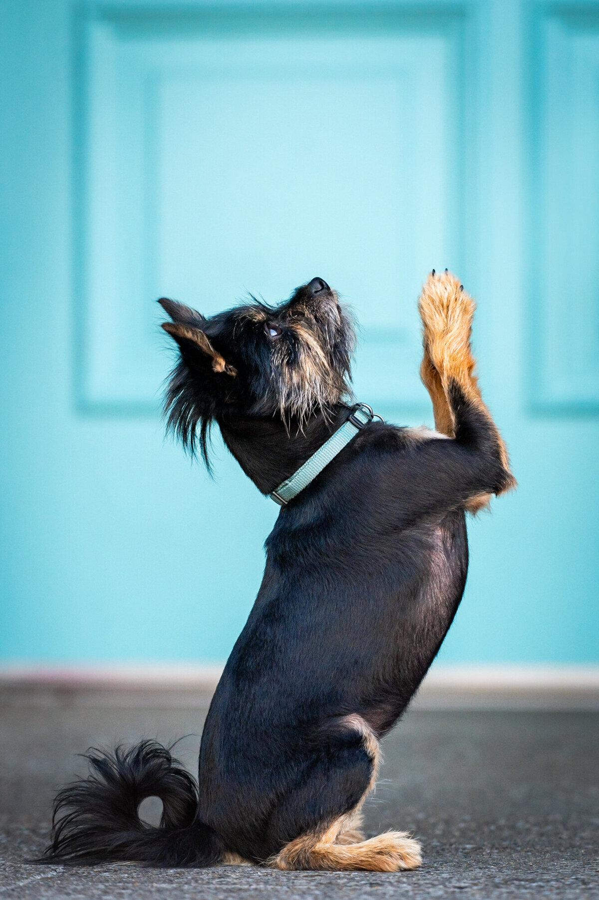 pet-photography-Old-town-folsom