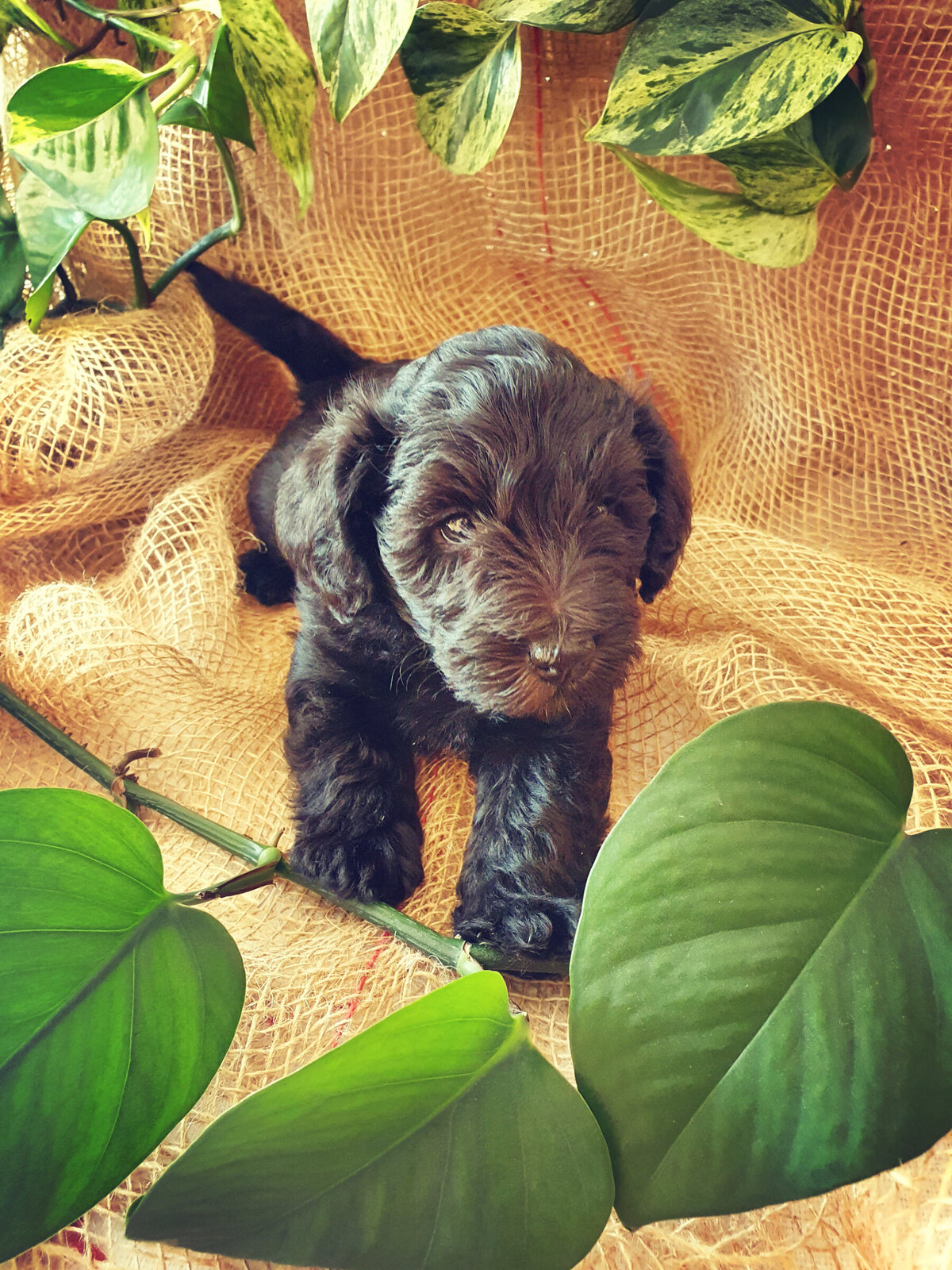 farmstay-dogs-schnoodle-breeders-schnoodle-puppies-nsw19