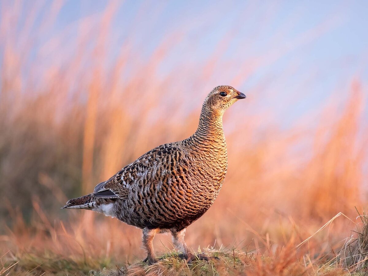 black-grouse-untitled+2023OM1B0438-ORF_DxO_DeepPRIMEXD