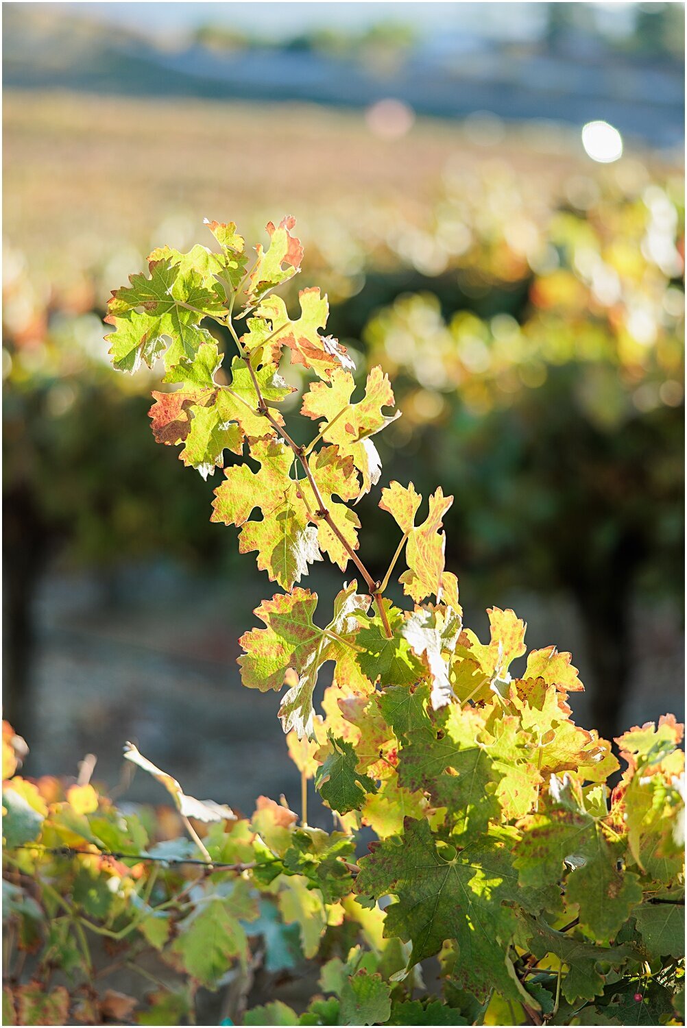 FallProposalAtLeonessWinery__0040