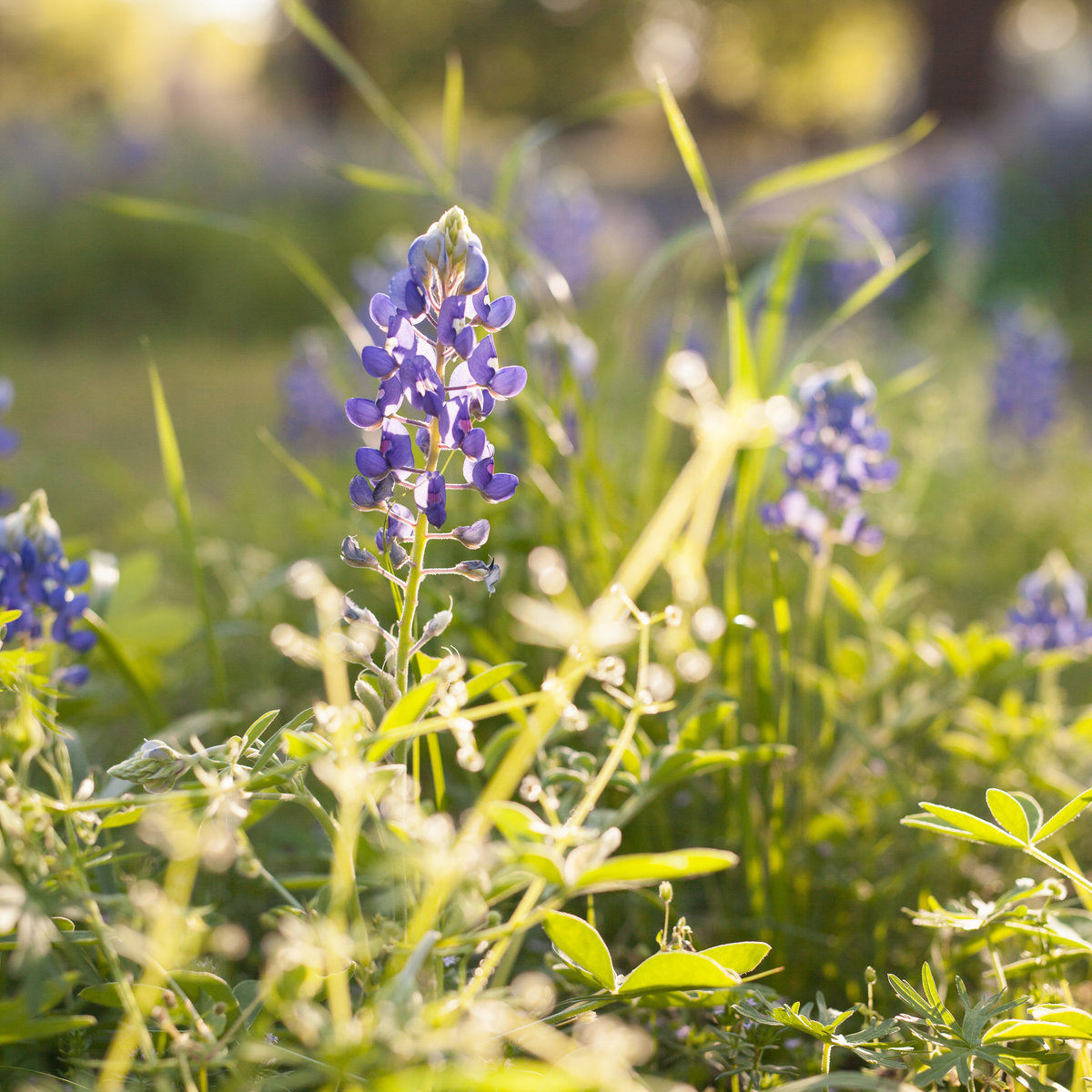 Bluebonnets wildflowers in Corsicana Texas