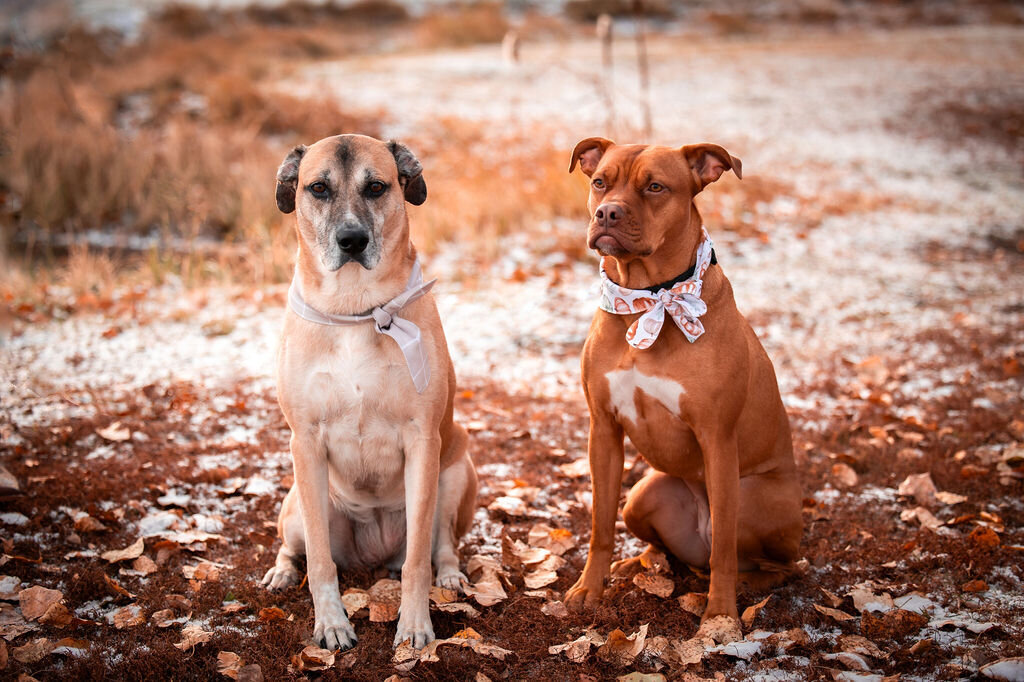 two dogs sitting and looking at the camera in fall in Edmonton