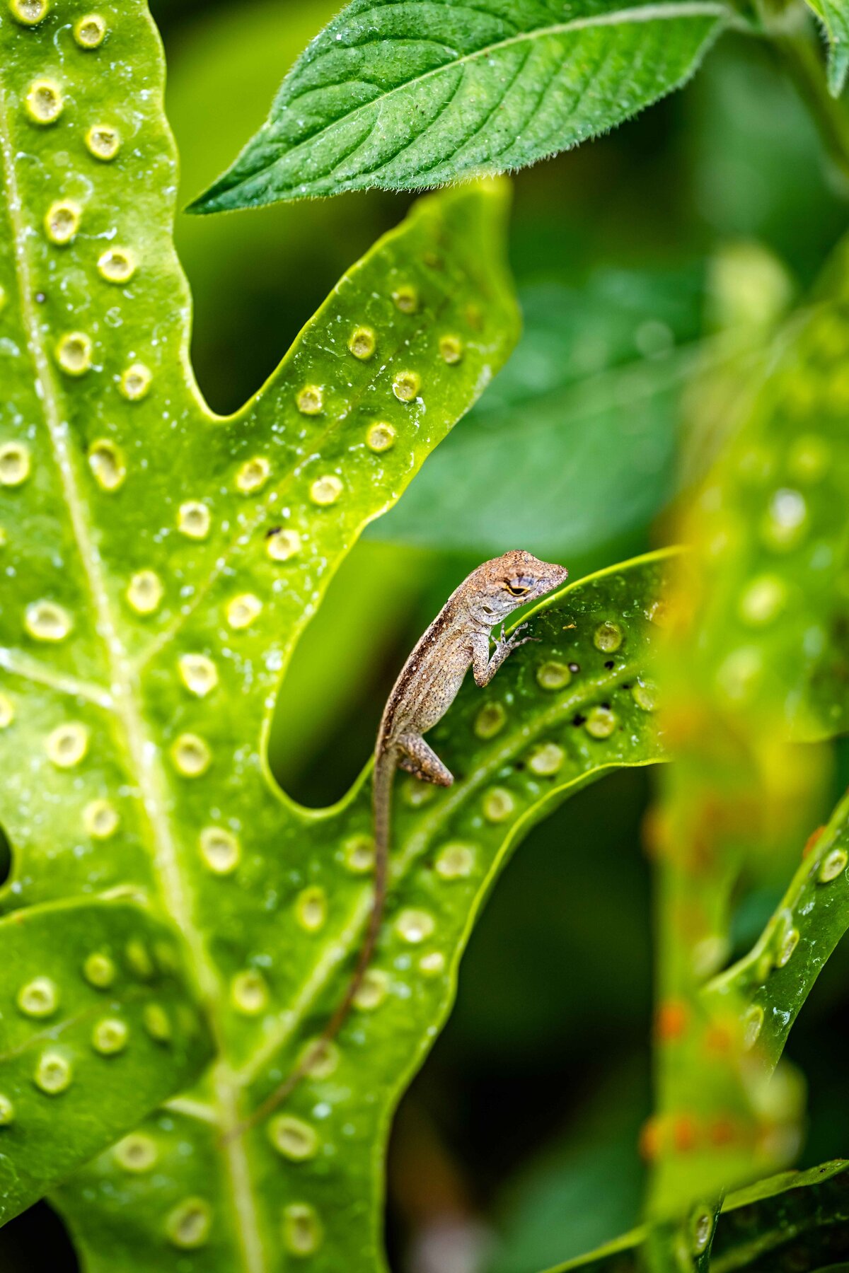 _DSC3868-Edit