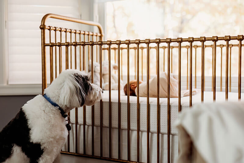 Dog greets newborn baby girl in crib against a window