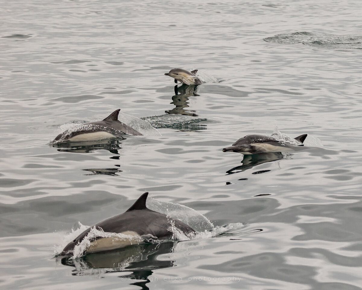WhaleWatching_KaleighElizaPhoto_web-7814