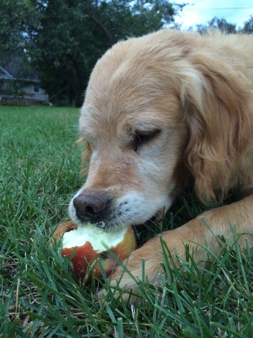 Appelgate-Golden-Retriever-Puppies-Rose-17