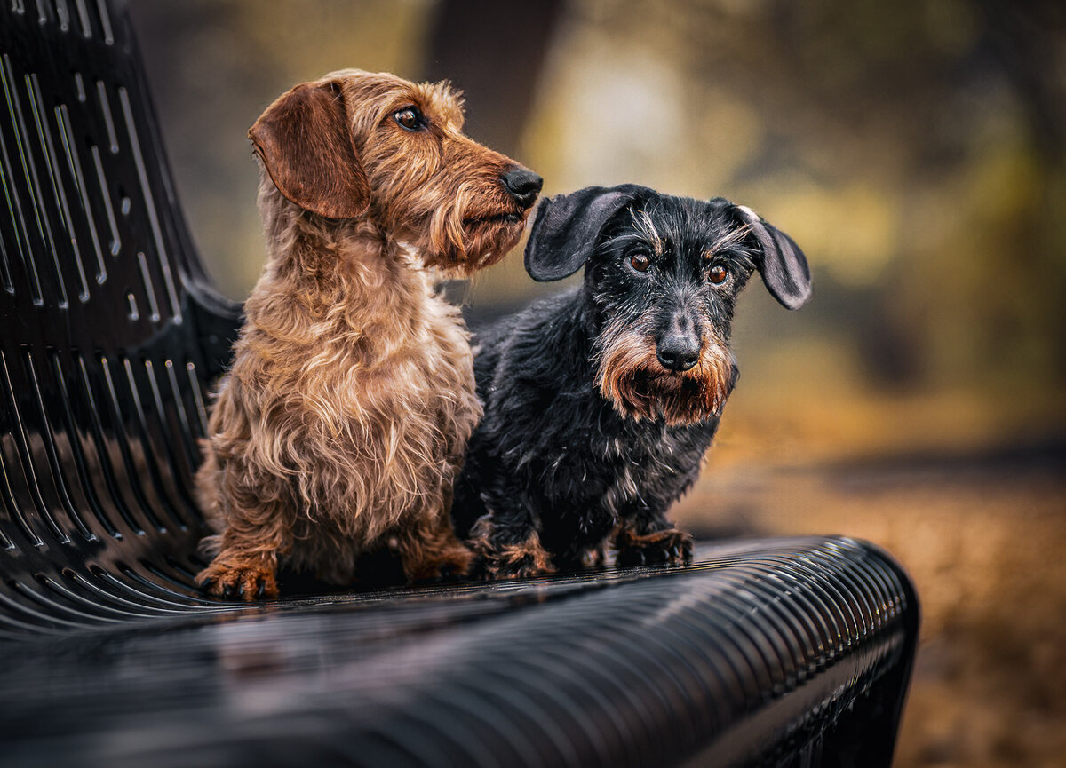 a brown and a black dachshund sitting on a black metal bench