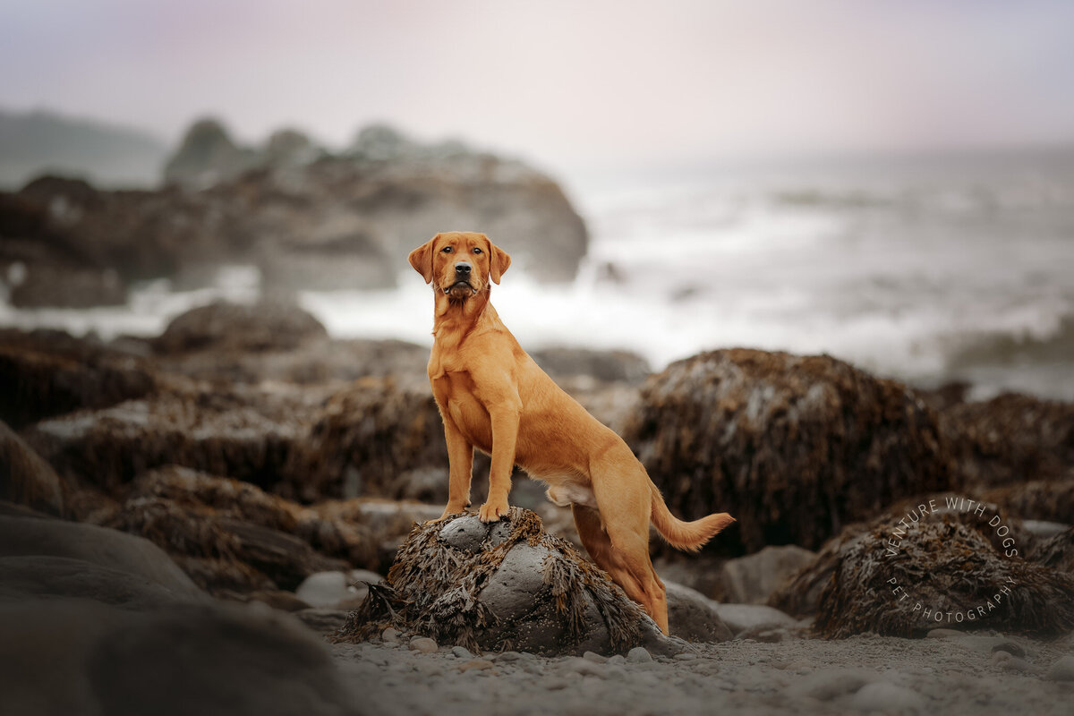 red lab maine coast