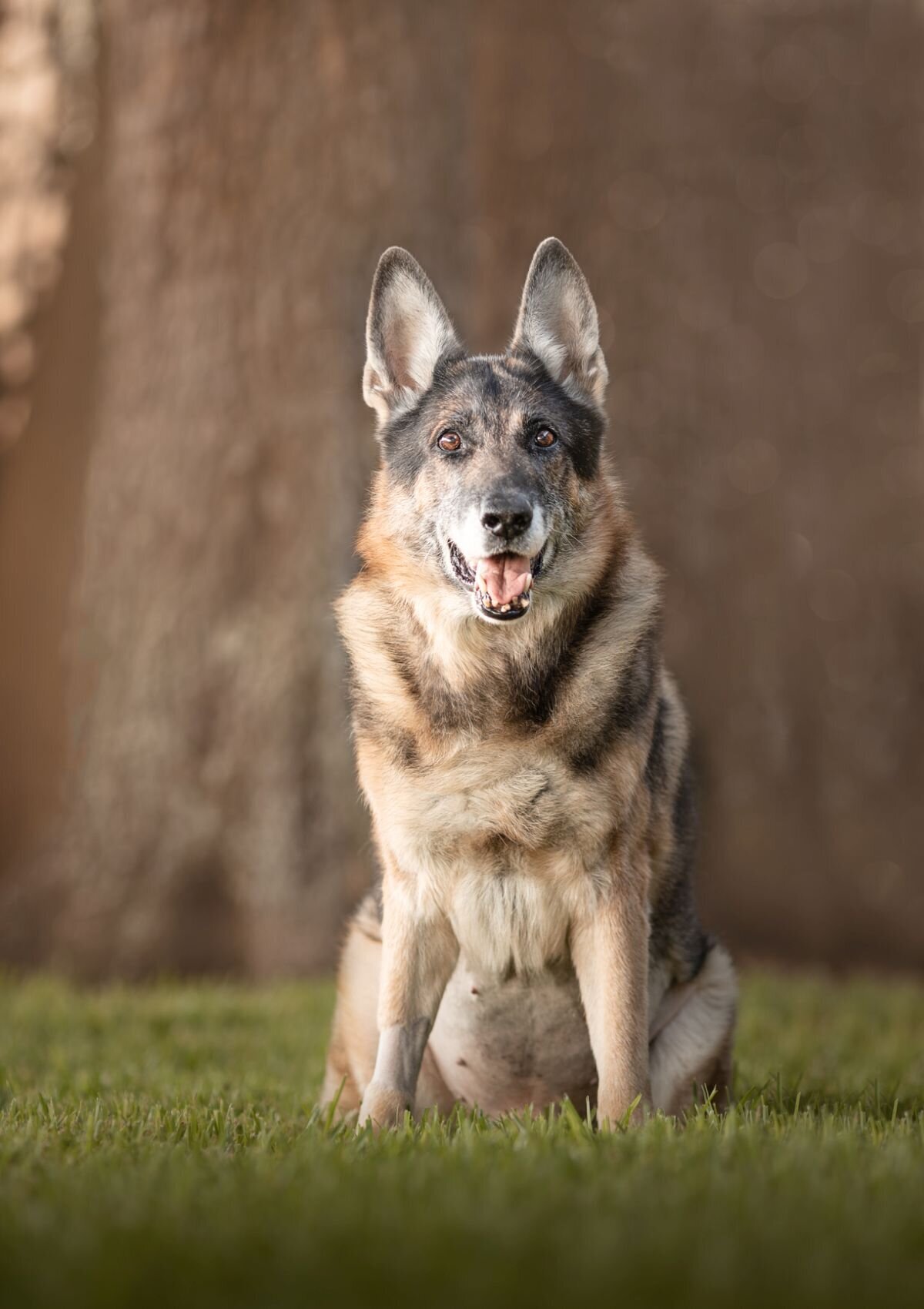 lilla-bordas-portraits-tampa-DOG-photographer1310_2
