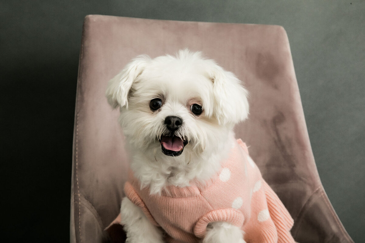San_Francisco_Pet_Photography_Pet_Photos_By_Olin (82)