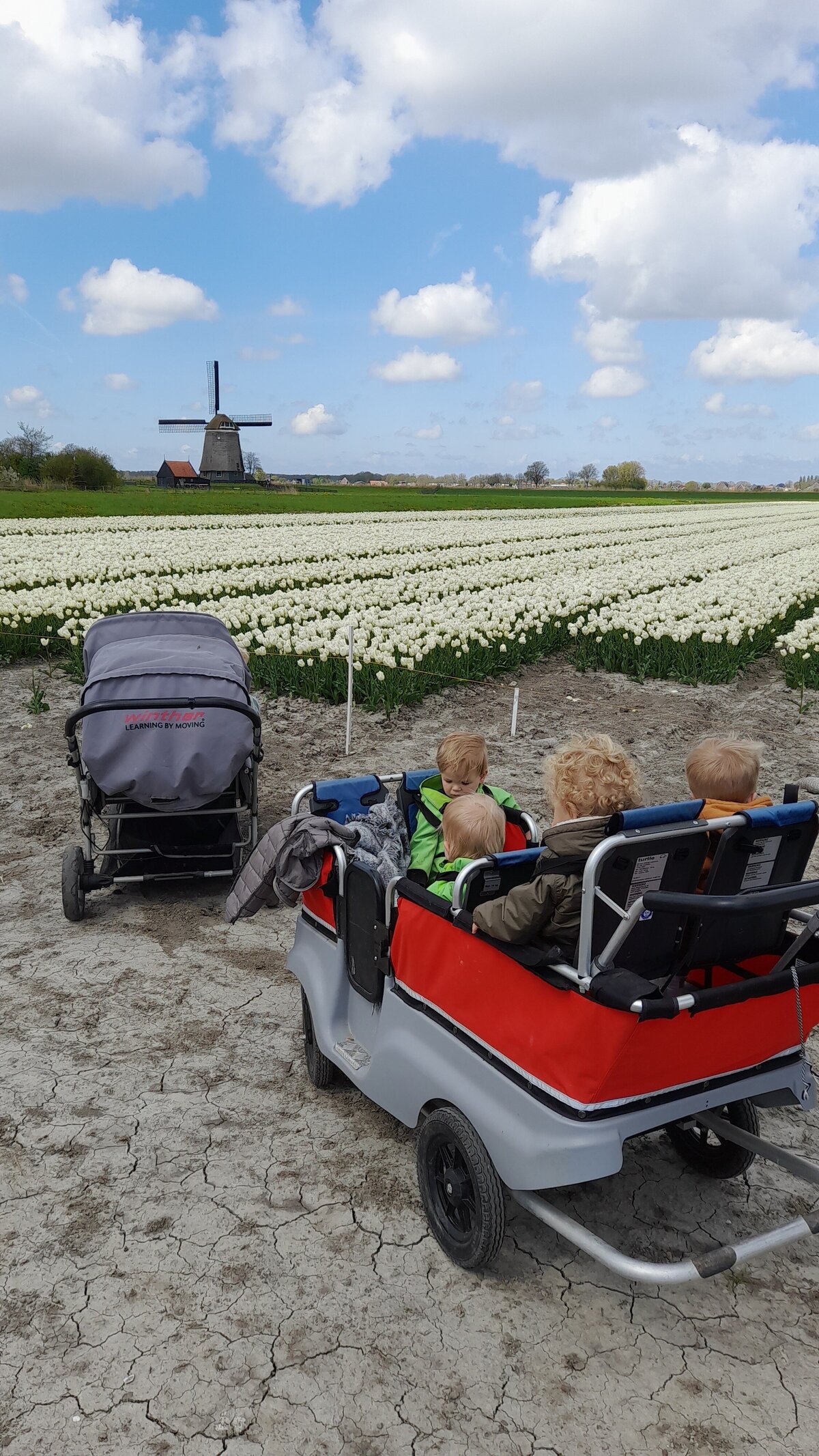 wandelen tulpenveld