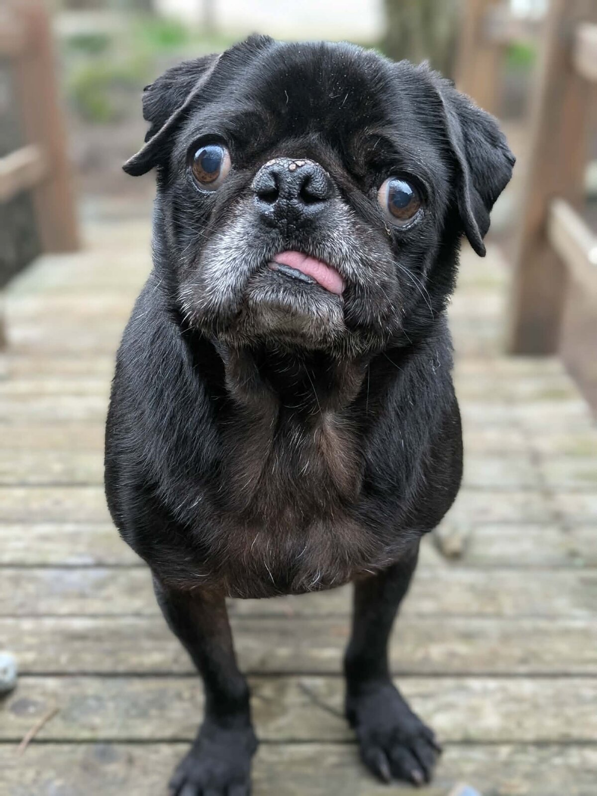 Available Pugs for Adoption | Pacific Pug Rescue, image size:1200x1598