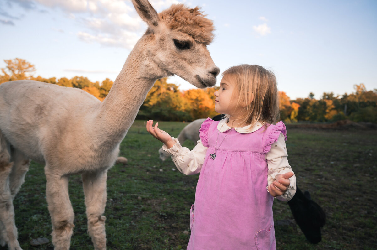 boston family photo girl with alpaca