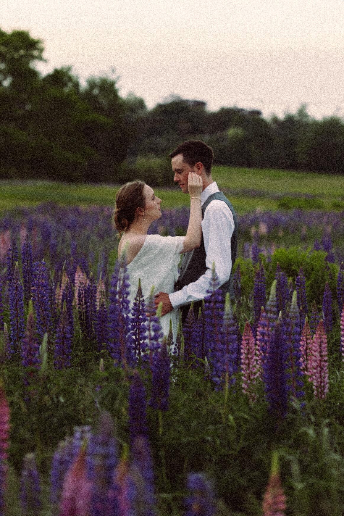 Viewing Lupines in Maine
