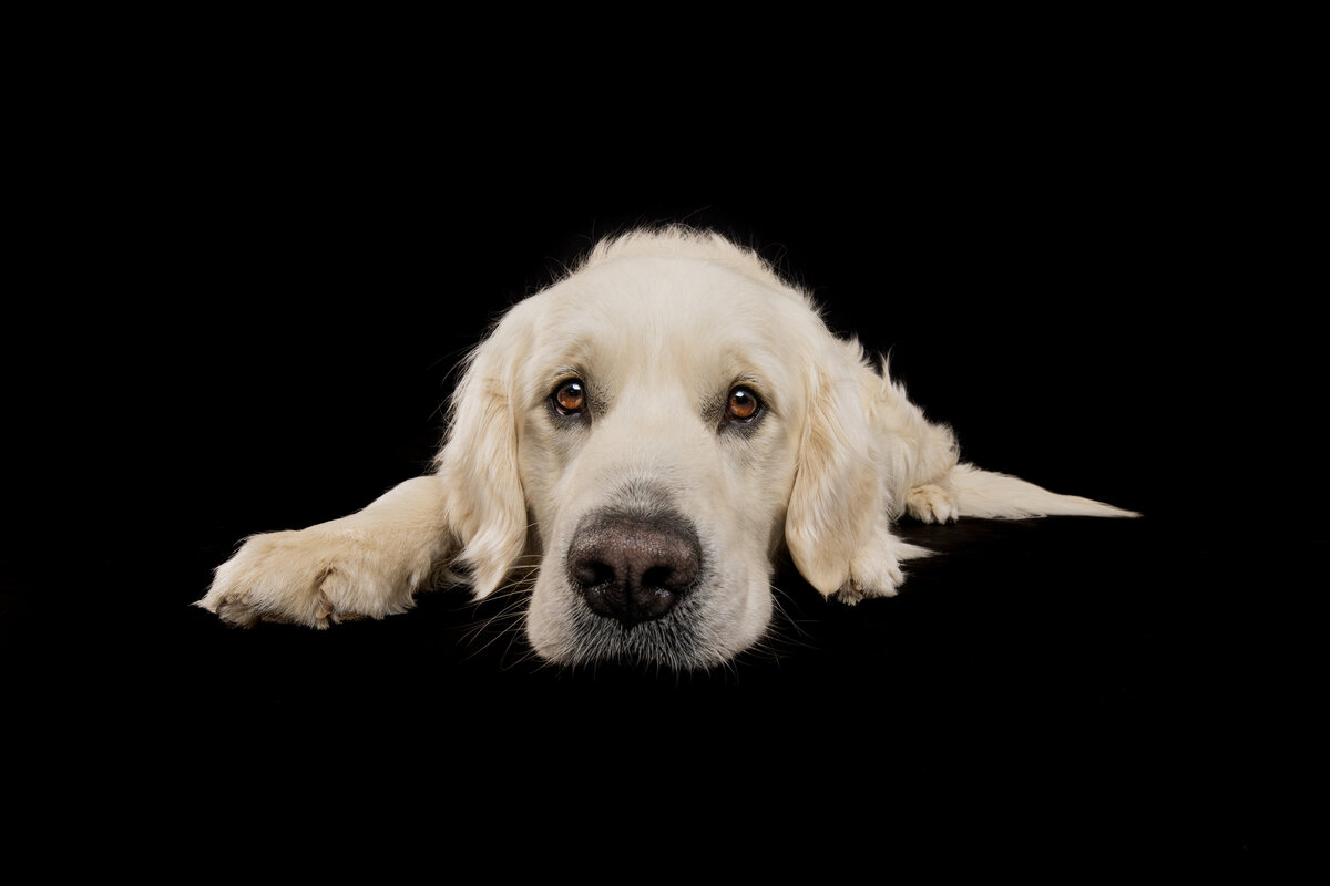 Sacramento Dog Photographer Kylie Compton Photography Cream golden retriever lying down