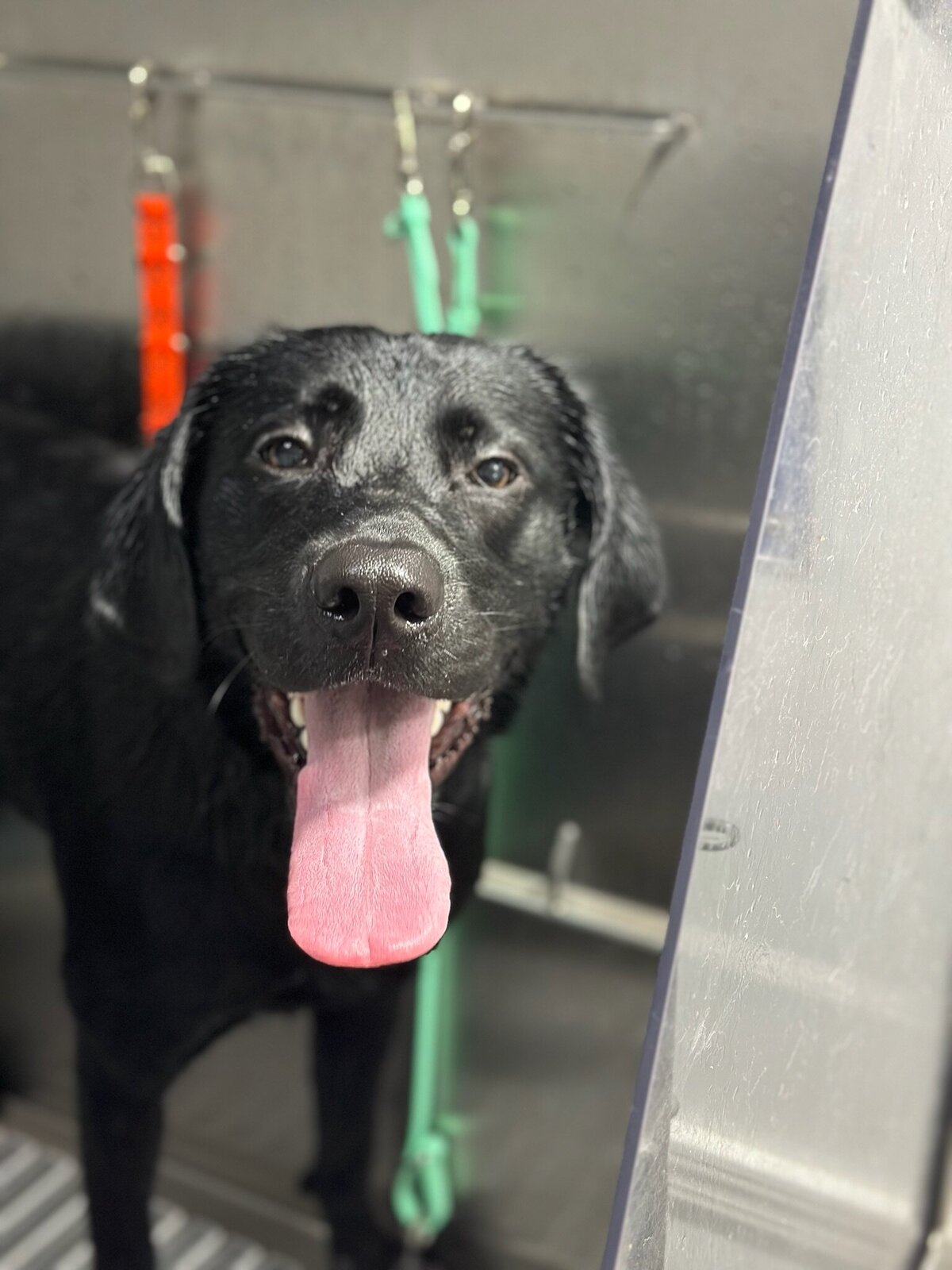 PupscoutsMobileGrooming1
