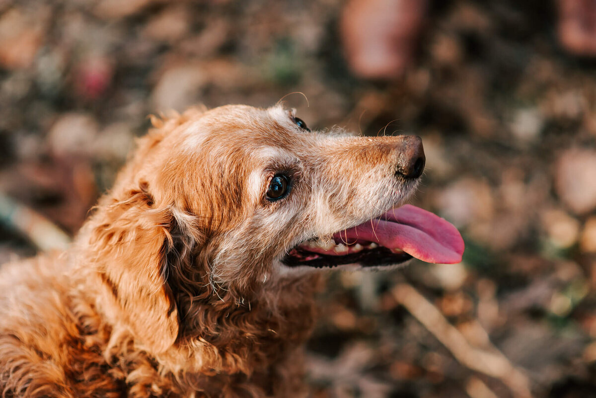 A brown curly dog smiling at his owner at Lake Fairfax Park