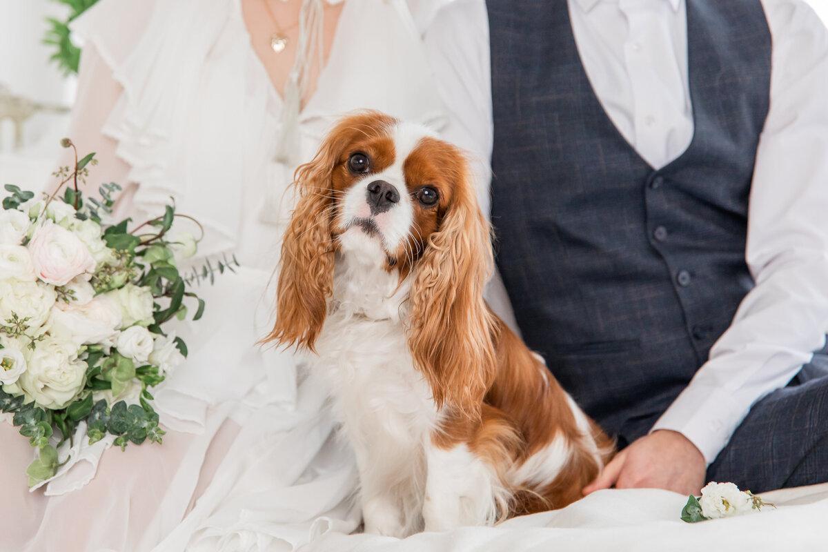 cavalier-king-charles-spaniel-dog-with-bouquet-flowers-dog-with-bride-groom