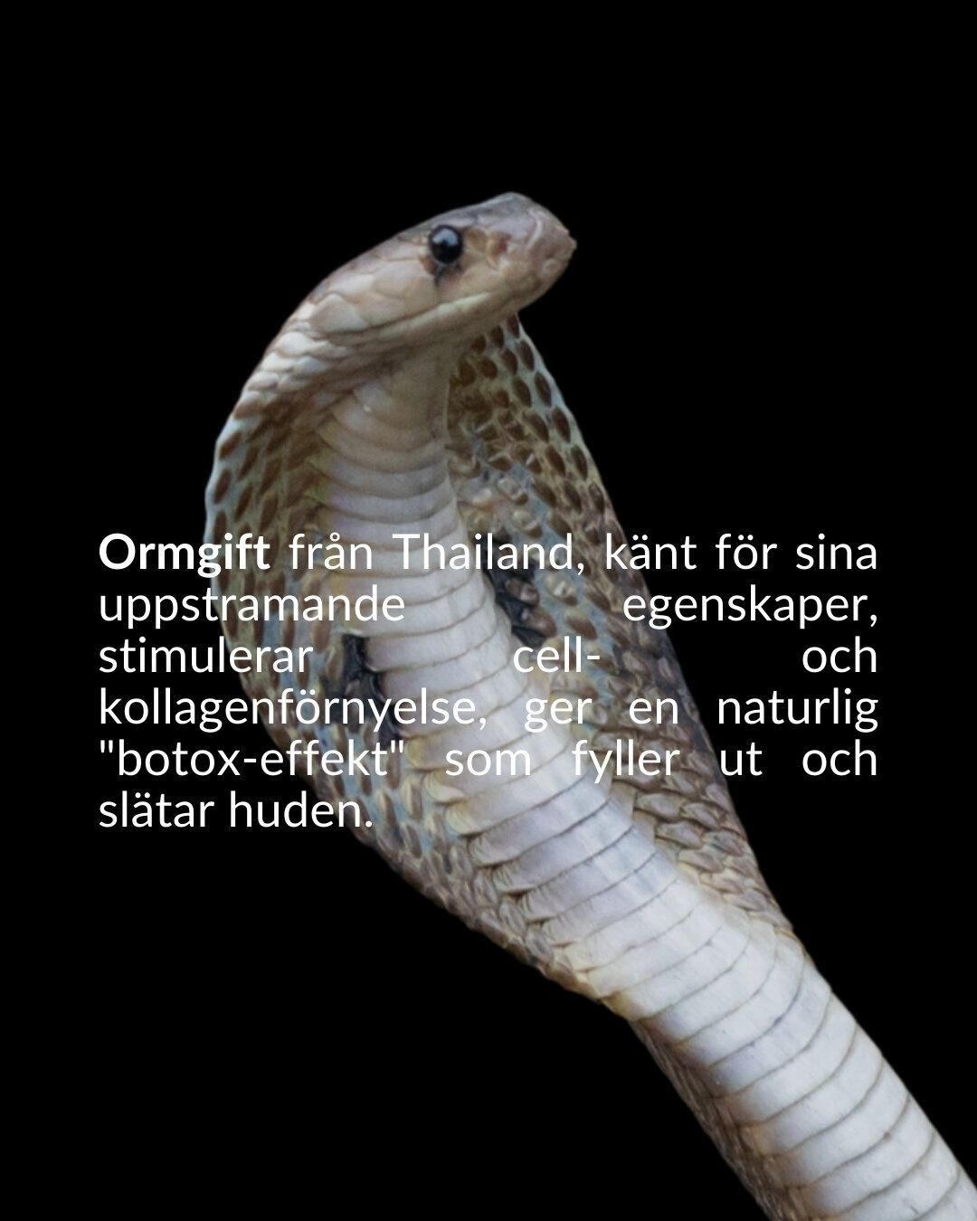 soberbia (15)