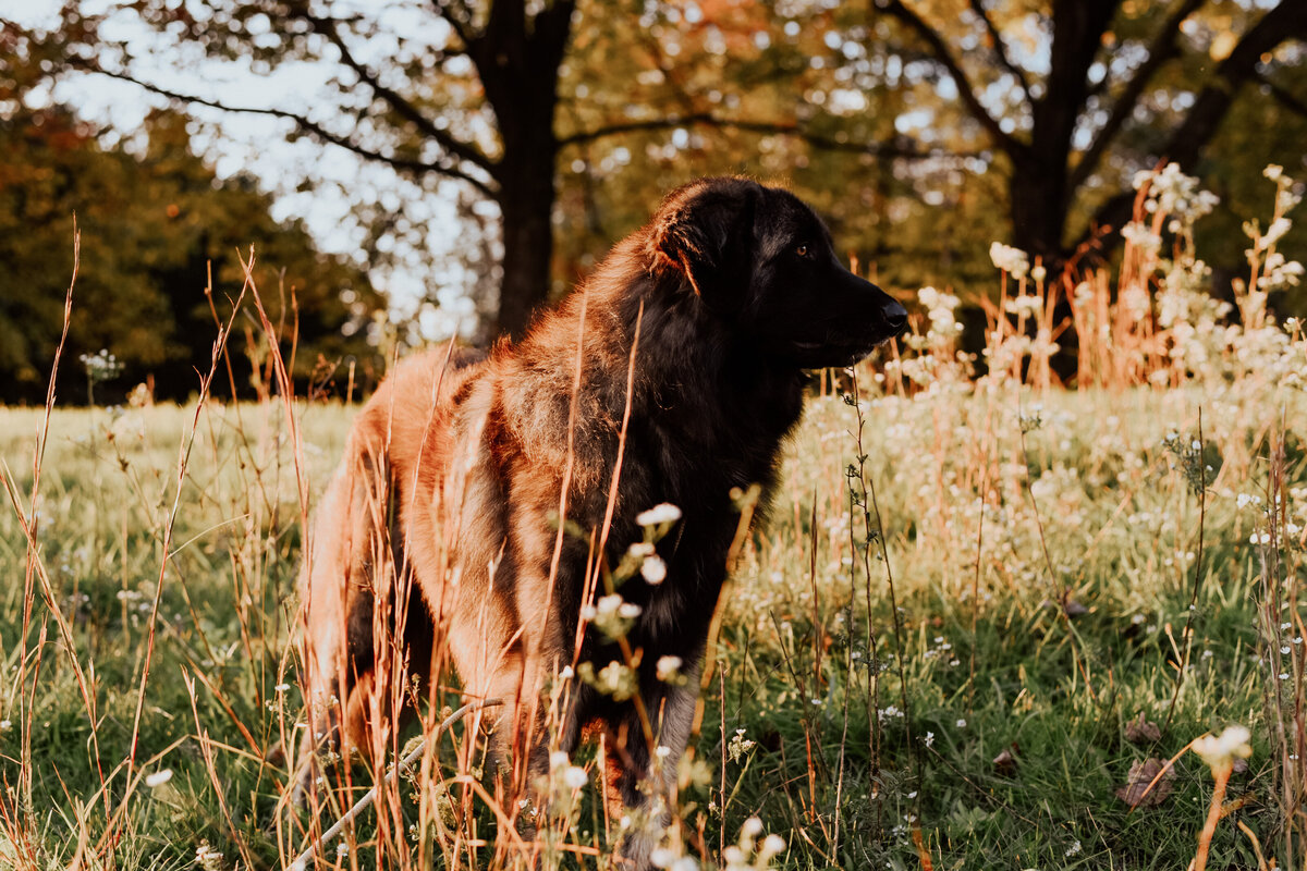 estrelamountaindogs.com Valiente-9 - Copy
