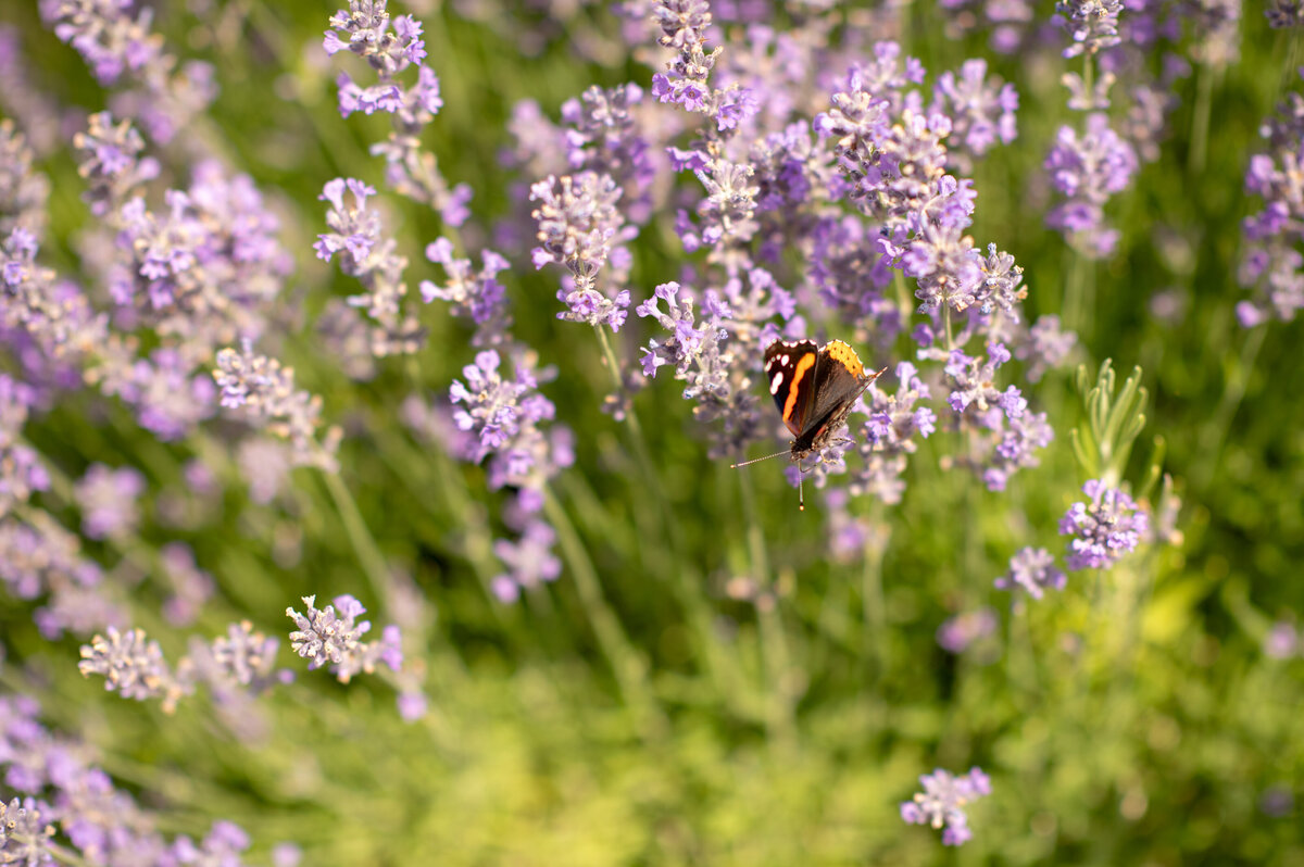 lavender_pic_002