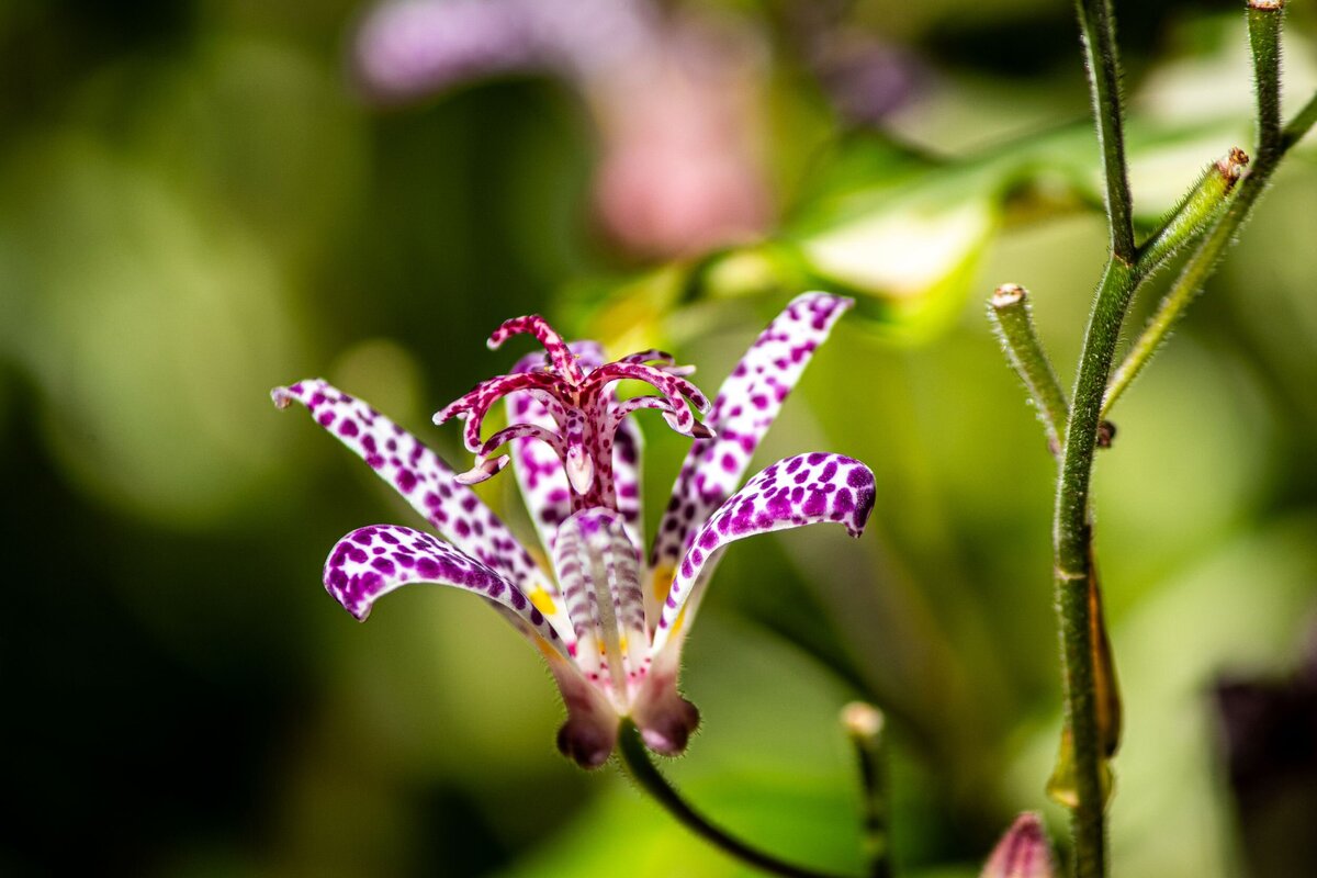 purple-spots-flower-411b3fd4-2500