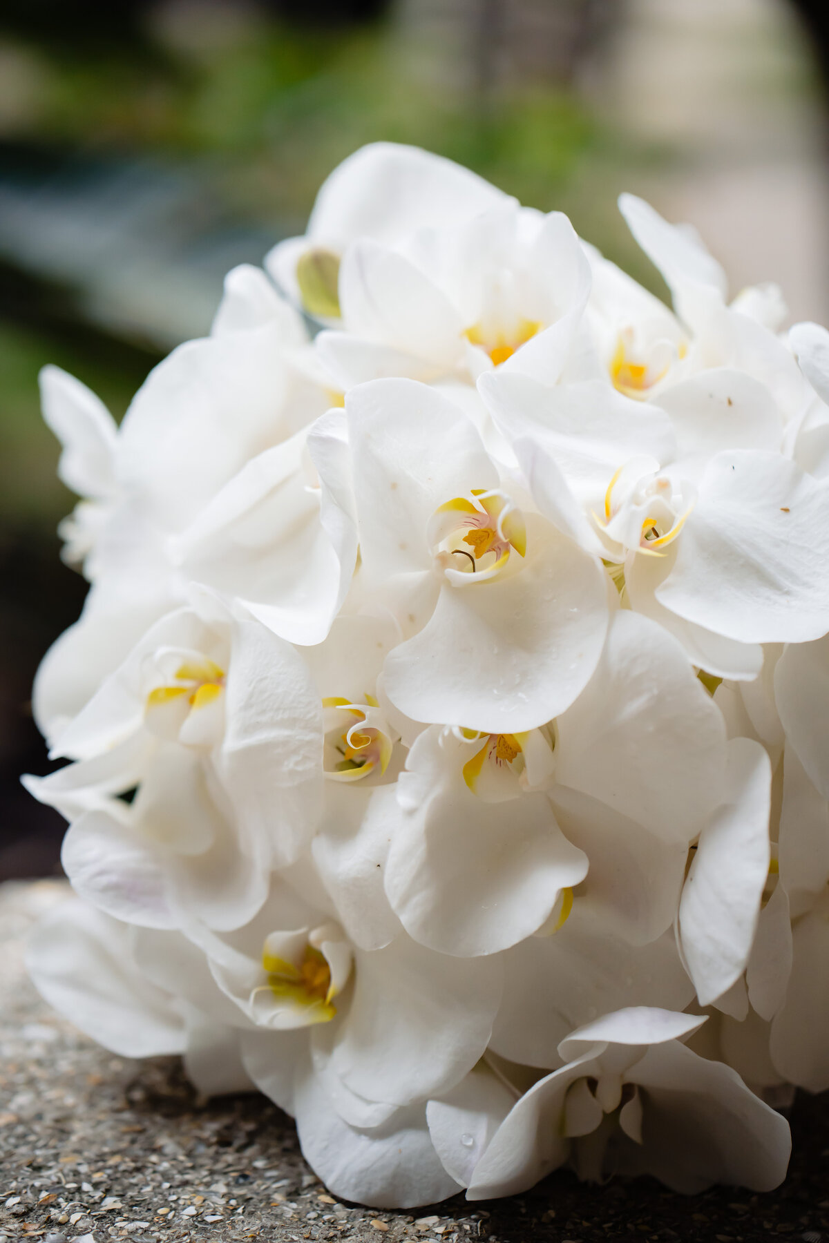 HLTSFARMERWEDD0008