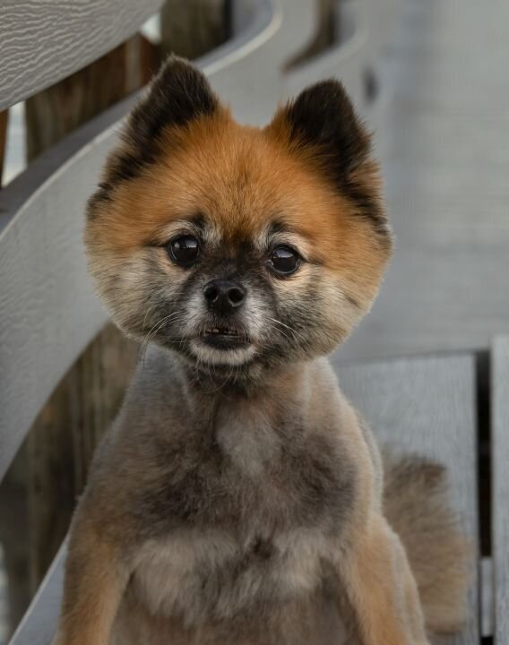 lilla-bordas-portraits-tampa-DOG-photographer1370_2