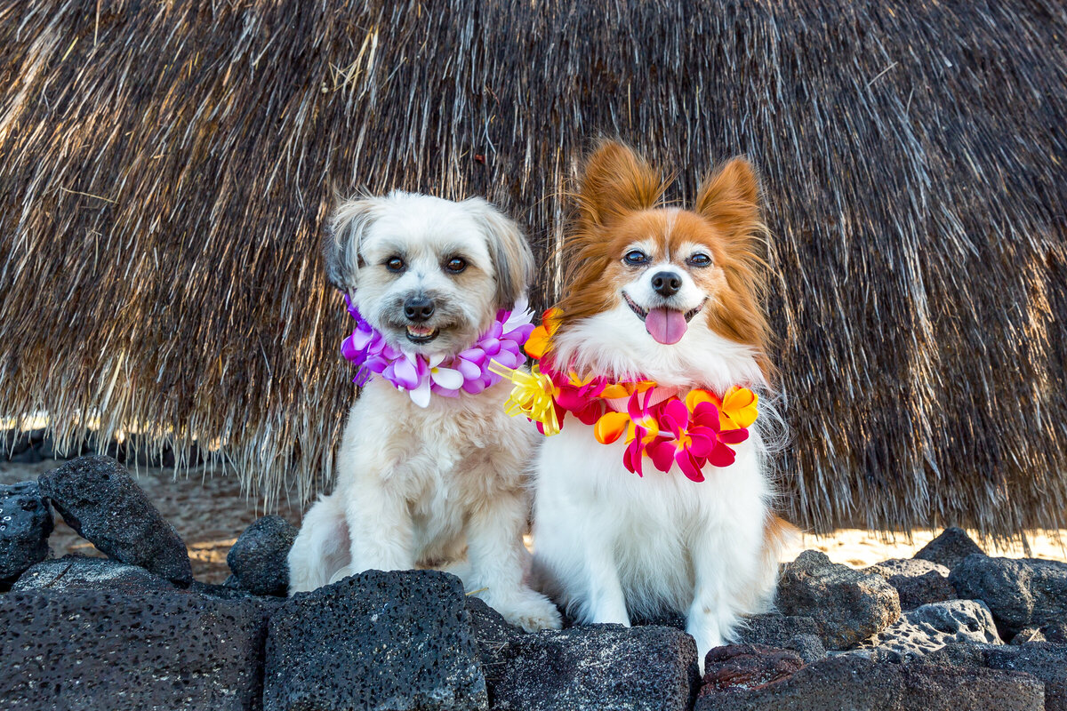 Hawaii Senior Dog Photography-5
