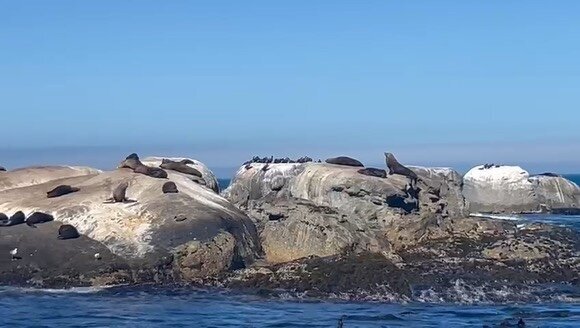 seal island