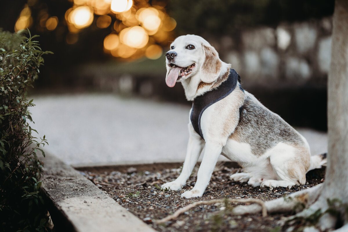 beagle male portrait
