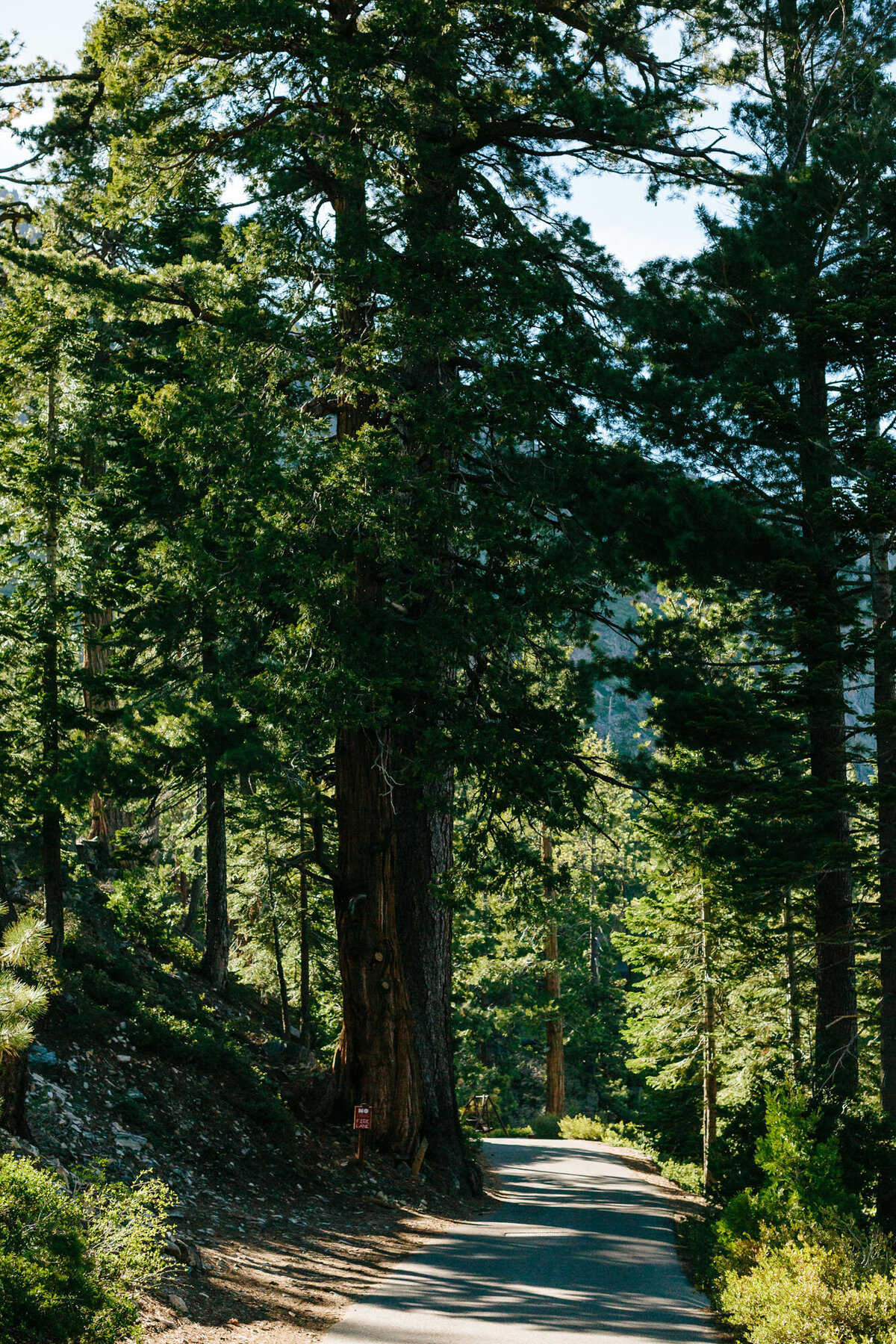Stanford-Sierra-Camp-Wedding-Fallen-Leaf-Lake-Tahoe-California-4.4