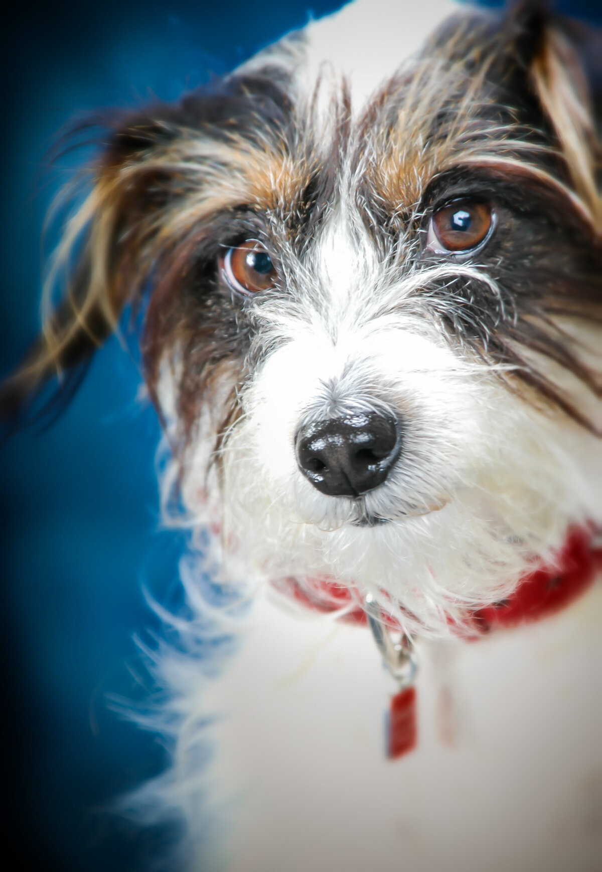 animals_1762