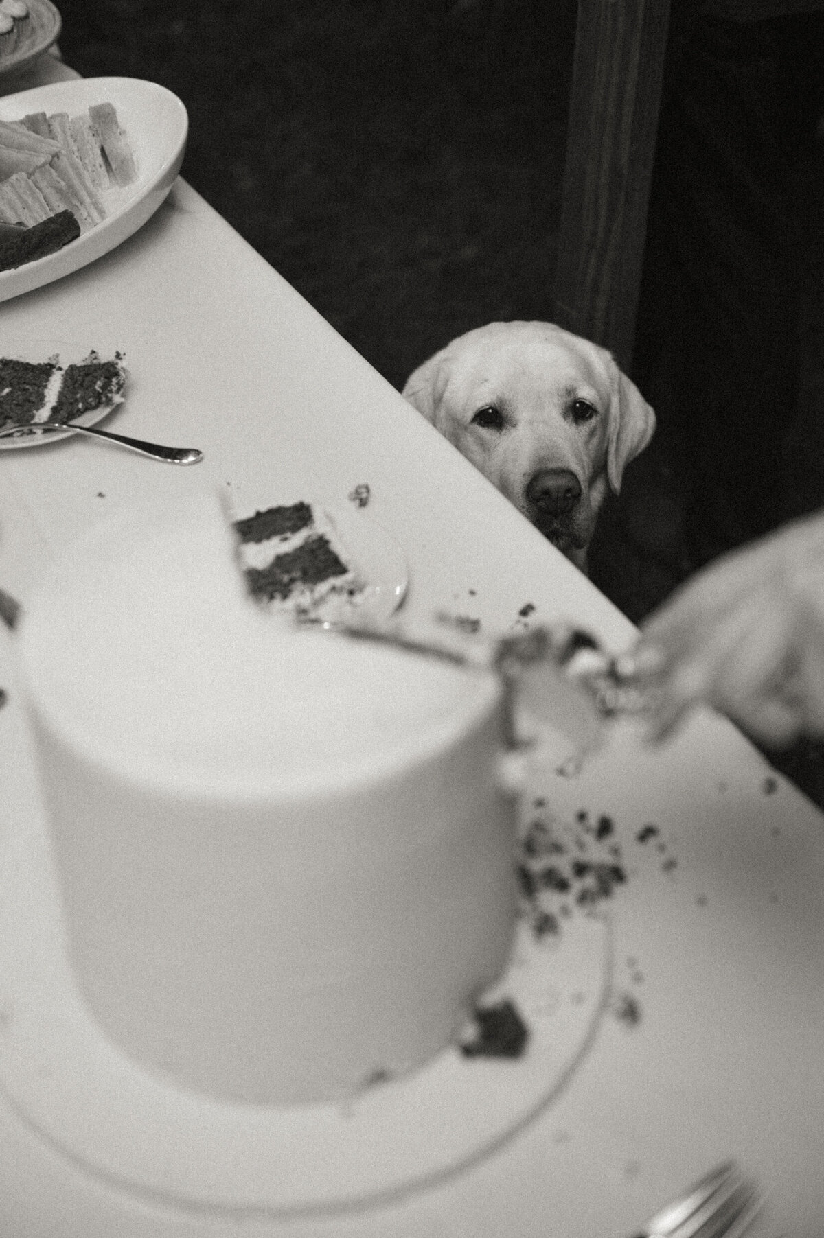 AllieJenningsPhoto-SophieTKWedding-SNEAKPEEKS-180